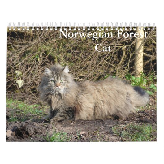 Norwegischer Waldkatze-Kalender Kalender (Titelbild)
