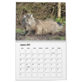 Norwegischer Waldkatze-Kalender Kalender (Jan 2027)