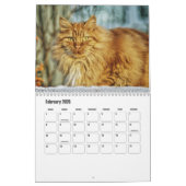 Norwegischer Waldkatze-Kalender Kalender (Feb 2026)