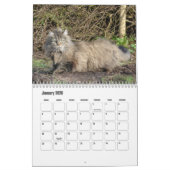 Norwegischer Waldkatze-Kalender Kalender (Jan 2026)