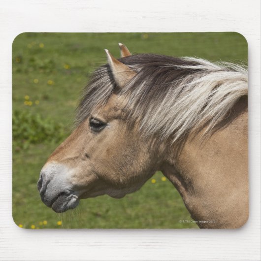 Norwegisches Fjord-Pferd Mousepad (Vorne)