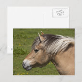 Norwegisches Fjord-Pferd Postkarte (Vorne/Hinten)