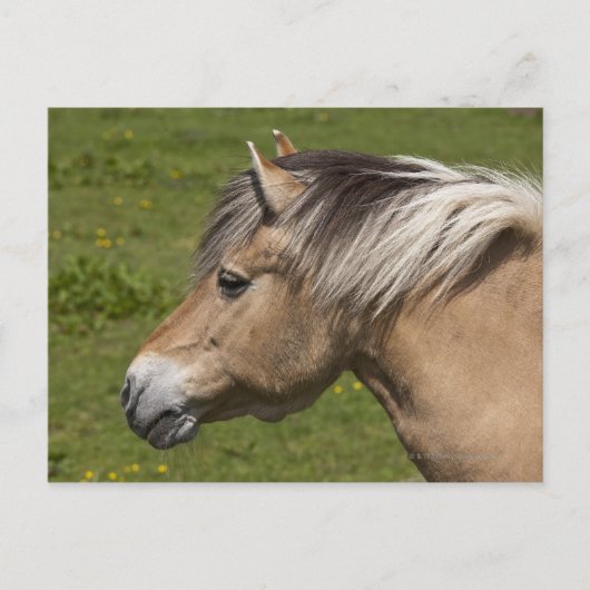 Norwegisches Fjord-Pferd Postkarte (Vorderseite)