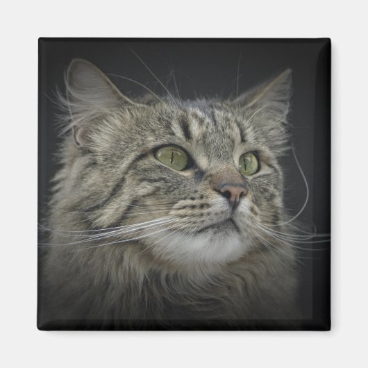 Norwegisches Forest Cat-Portrait Magnet (Vorne)