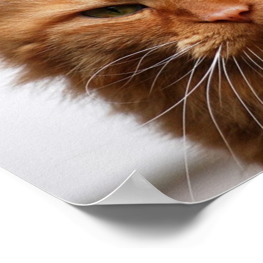 Norwegisches Waldkatzenposter Poster (Ecke)