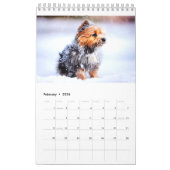 Norwich Norfolk Terrier 2023 Kalender (Feb 2026)