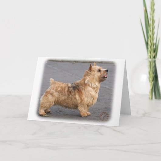 Norwich Terrier Karte (Vorderseite)