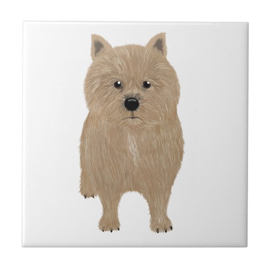 Norwich Terrier Keramik Tile Fliese (Vorderseite)