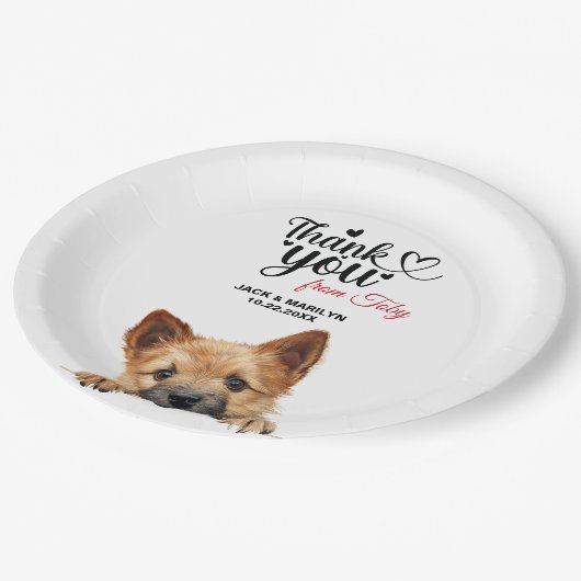 Norwich Terrier Pappteller (Schrägansicht)