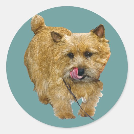 Norwich Terrier Runder Aufkleber (Vorderseite)