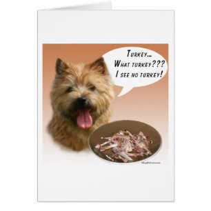 Norwich Terrier Türkei