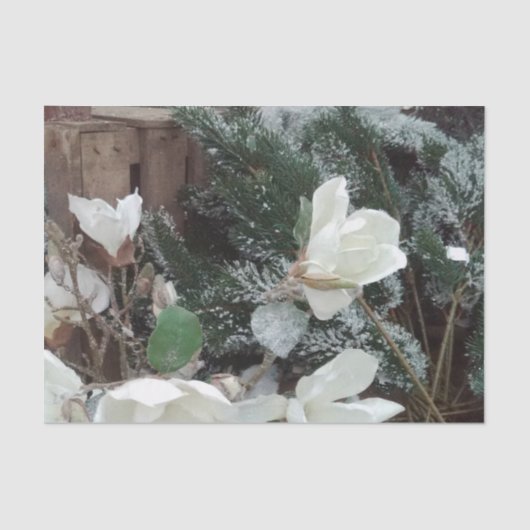 Nosenmusselpapier Seidenpapier (Vorderseite)