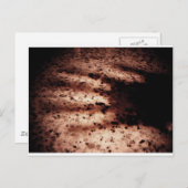 Nosferatu Postkarte (Vorne/Hinten)