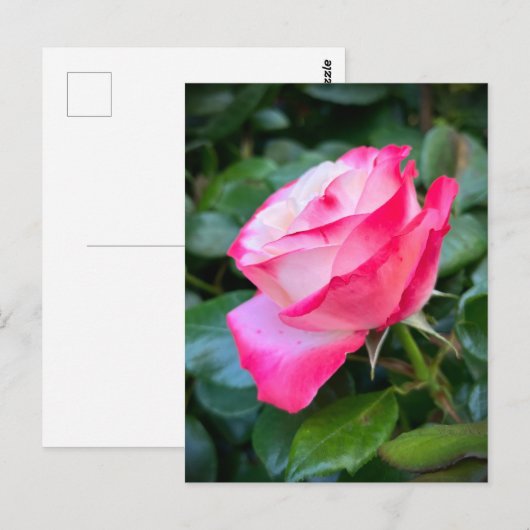 Nostalgie Rose Nostalgie Postkarte (Vorne/Hinten)