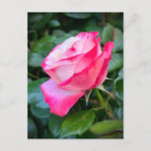 Nostalgie Rose Nostalgie Postkarte (Vorderseite)