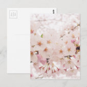 Nostalgischer Sakura Postkarte (Vorne/Hinten)