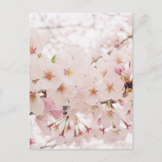 Nostalgischer Sakura Postkarte (Vorderseite)