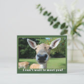 Nosy Deer kann nicht warten, dich zu treffen Lehre Postkarte (Stehend Vorderseite)