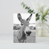Nosy Donkey Postkarte (Stehend Vorderseite)