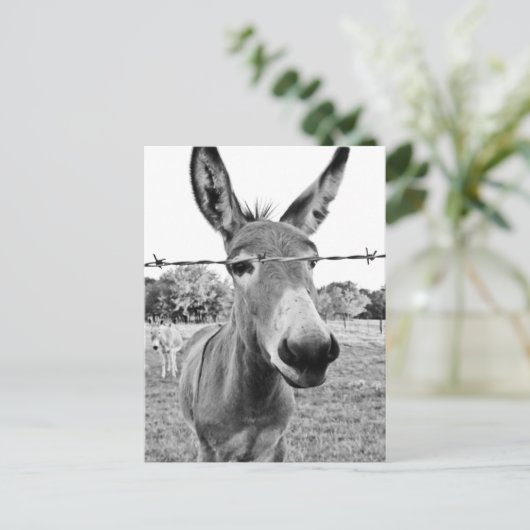 Nosy Donkey Postkarte (Stehend Vorderseite)