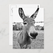 Nosy Donkey Postkarte (Vorne/Hinten)
