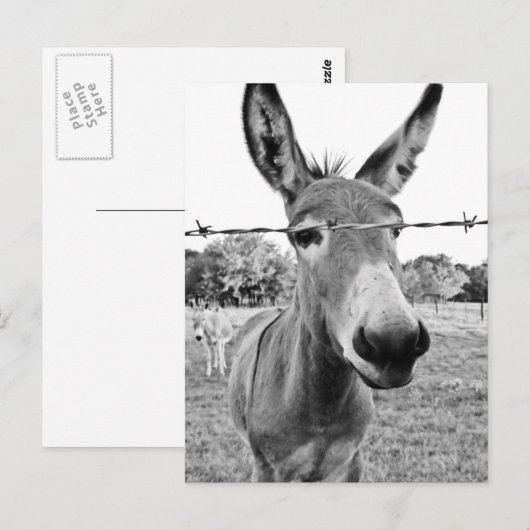 Nosy Donkey Postkarte (Vorne/Hinten)
