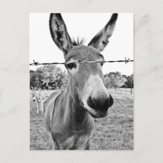 Nosy Donkey Postkarte (Vorderseite)