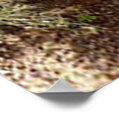 Nosy Emu Poster (Ecke)