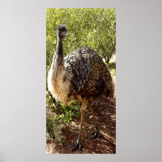 Nosy Emu Poster (Vorne)