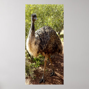 Nosy-Emu-Poster Poster