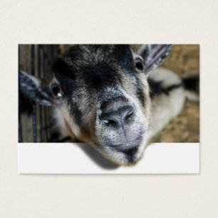 Nosy Goat - Ausblick