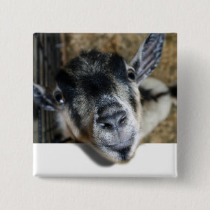 Nosy Goat - Ausblick Button