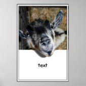 Nosy Goat - Ausblick Poster (Vorne)