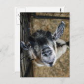 Nosy Goat sucht nach oben Postkarte (Vorne/Hinten)