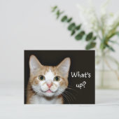 Nosy-Katze Postkarte (Stehend Vorderseite)