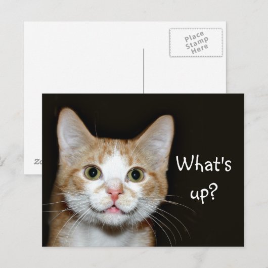 Nosy-Katze Postkarte (Vorne/Hinten)