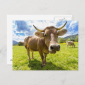 Nosy-Kuh-Weide Postkarte (Vorne/Hinten)