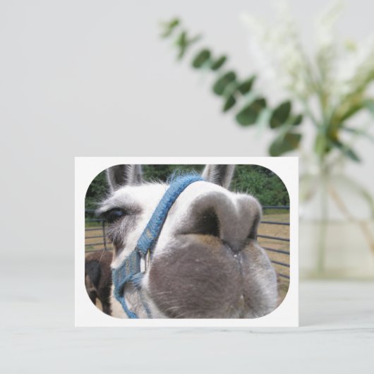 Nosy Llama Postkarte (Stehend Vorderseite)