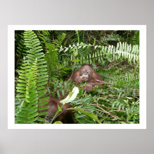 Nosy Nachbarn in Kalimantan Indonesien Poster (Vorne)