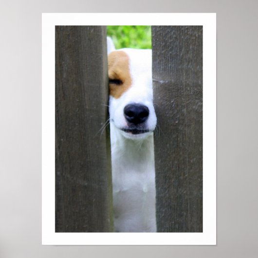 Nosy Neighbor - Jack Russell Terrier Poster (Vorne)