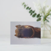 Nosy Postkarte (Stehend Vorderseite)