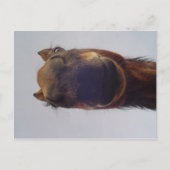 Nosy Postkarte (Vorderseite)