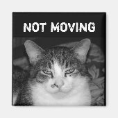 "Not Moving" Crabby Cat Magnet (Vorne)