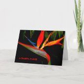 Note Card Colorful Bird of Paradise Karte (Vorderseite)
