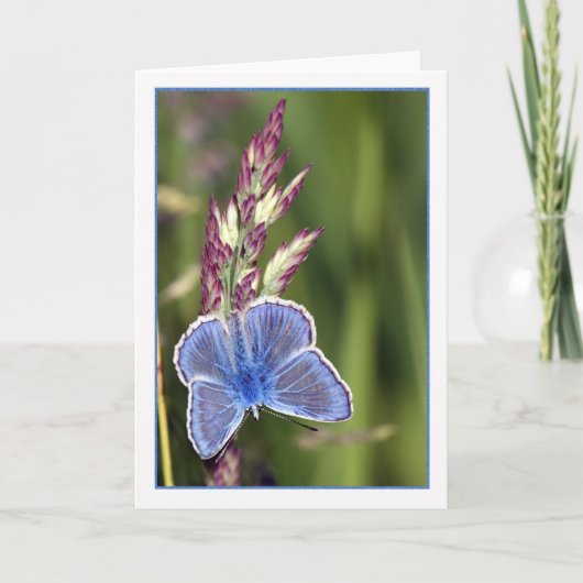 Note Card - Common Blue Male Butterfly - Polyommat Karte (Vorderseite)
