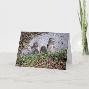Note Card mit Baby Burrowing Owls Karte