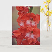 Note Card Rot/Weiß Gladiolus Blume Karte (Gelbe Blume)