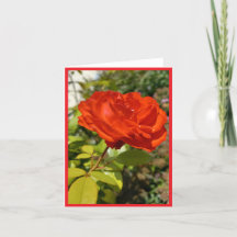 Note Card zur vollen Rote Rose
