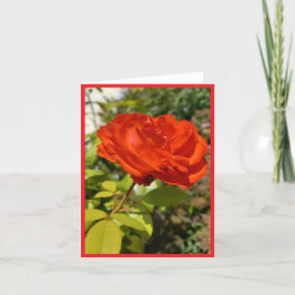 Note Card zur vollen Rote Rose Dankeskarte