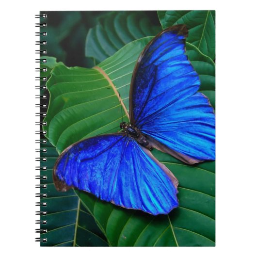 Notebook-Butterfly Notizblock (Vorderseite)